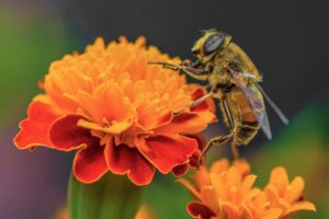 Bee on a Marigold; Image by Ben Kerckx from Pixabay