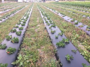 Cover photo for Fall Fungicide Recommendations for Root Rot Control in Strawberries